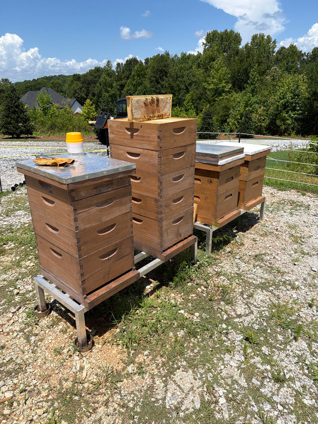 Four wooden beehives on stands in our fenced apiary, with a honeycomb frame resting on an open hive.